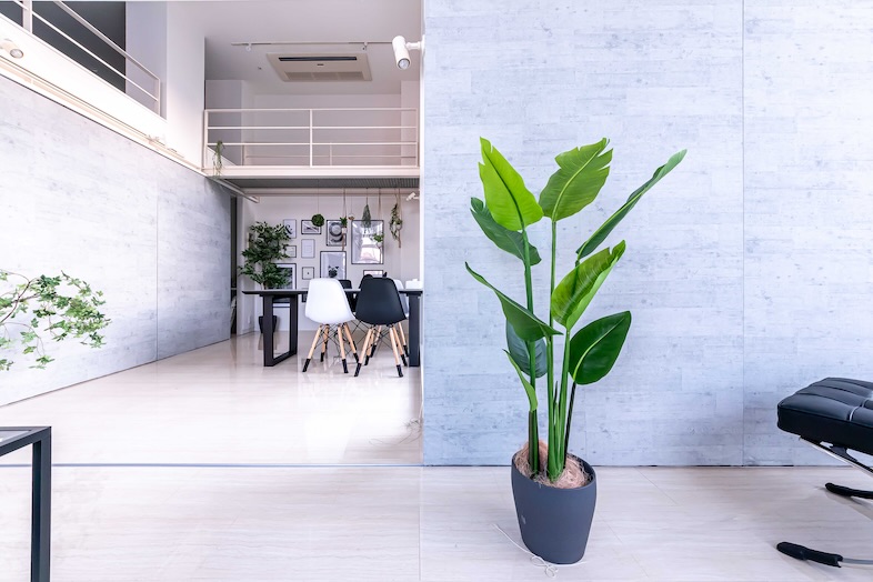 背景としても利用可能な観葉植物を複数完備