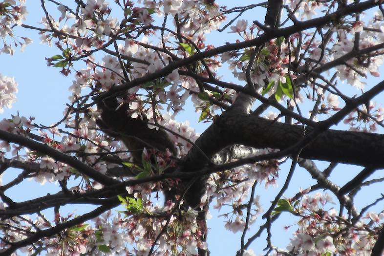 春には一本桜を背景に撮影も可能