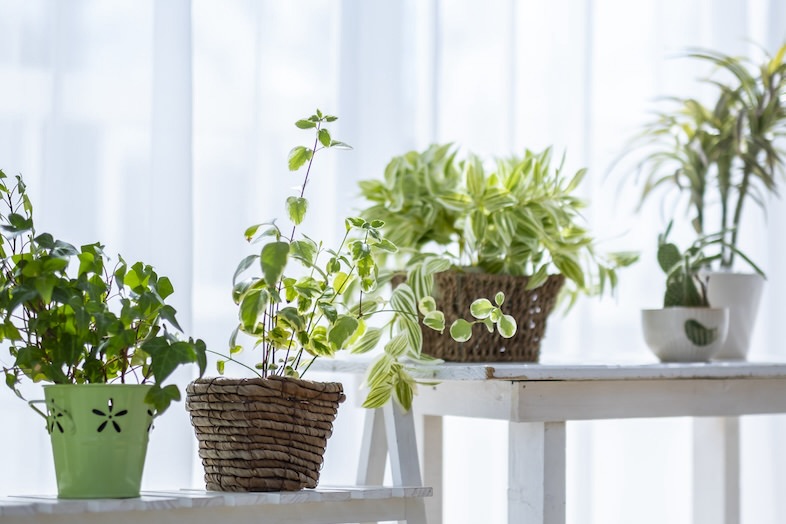 植物・グリーン
