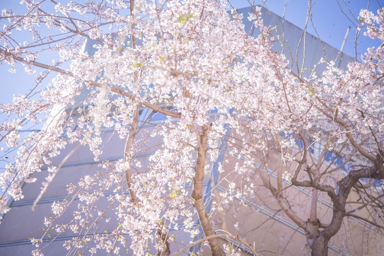 【テラス】春には枝垂れ桜が咲き誇るテラスで華やかな撮影ができる