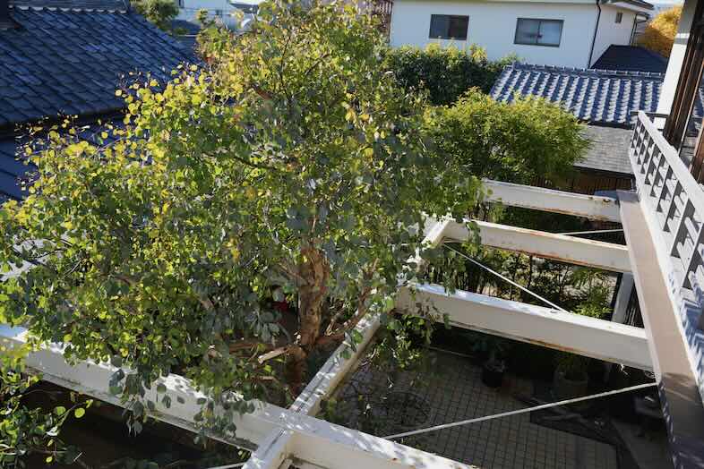 Studio Hamajikan – 湘南の古民家｜【中庭】大きなユーカリのきが特徴的