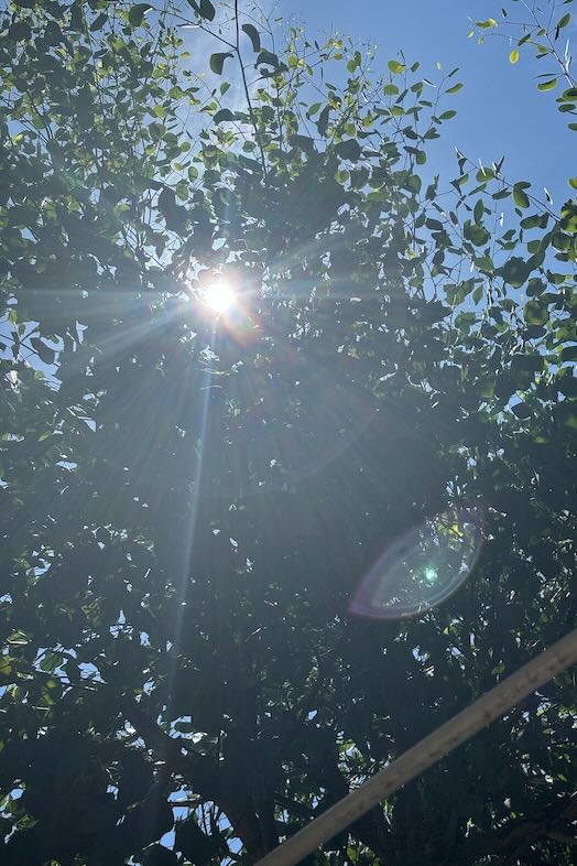 Studio Hamajikan – 湘南の古民家｜【中庭】木漏れ日が心地よい空間