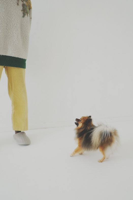ペット撮影イメージ