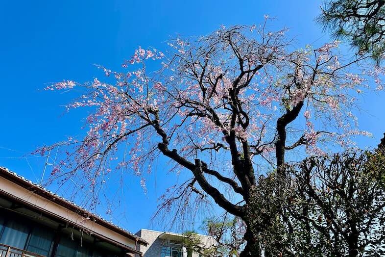 樹齢百年以上の枝垂れ桜