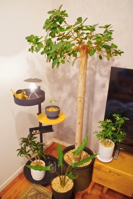 彩りを添える本物の観葉植物が温かみのある空間を演出 ※植物の成長・季節により状態は変化します