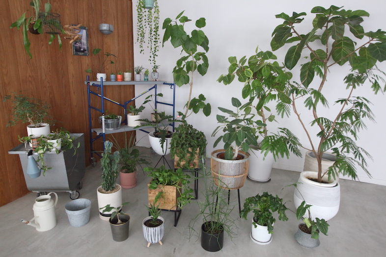 luumu.tokyo Shimomaruko｜撮影プロップとして活用いただける観葉植物が充実