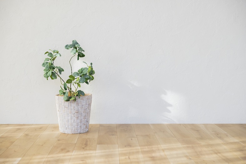 スタジオマド小岩｜【2F】観葉植物も多数あり移動可能