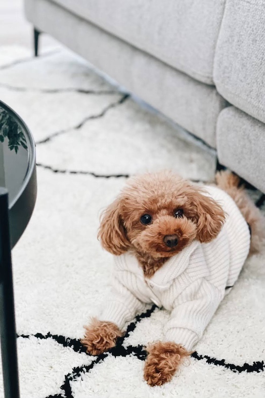 EBISU HOUSE｜ペット撮影可能