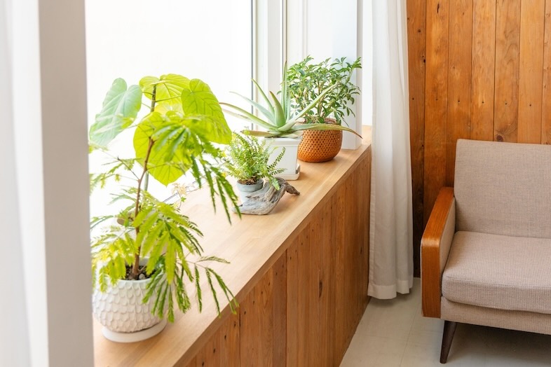 STUDIO BRASS｜窓際の植物スペース