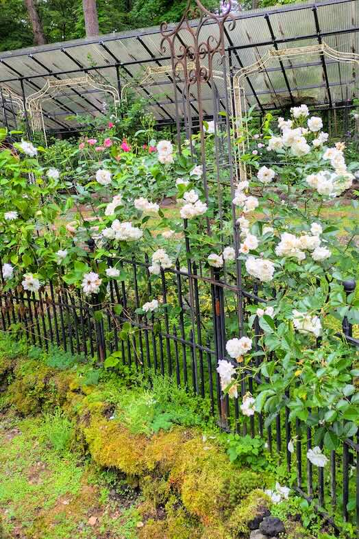 【ガーデン】薔薇のアーチ
