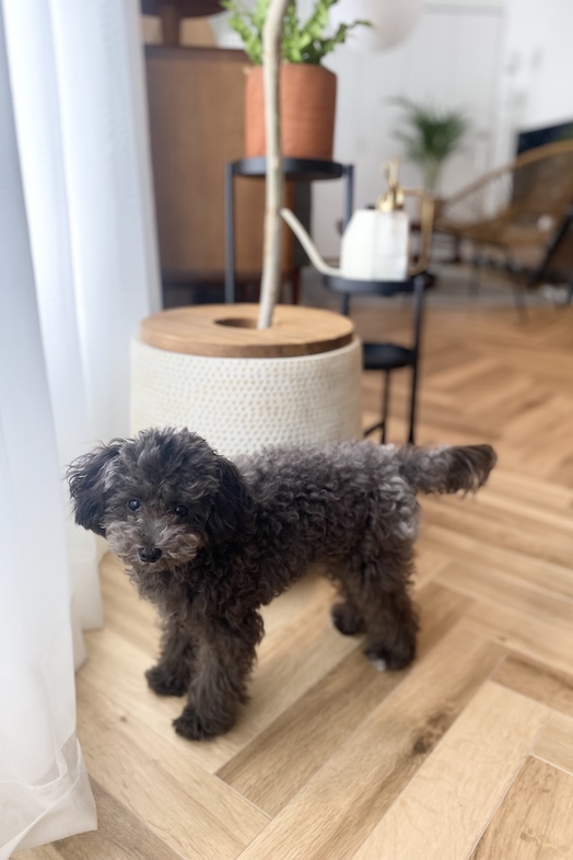 STUDIO DROP｜ペット同伴の撮影も可能です