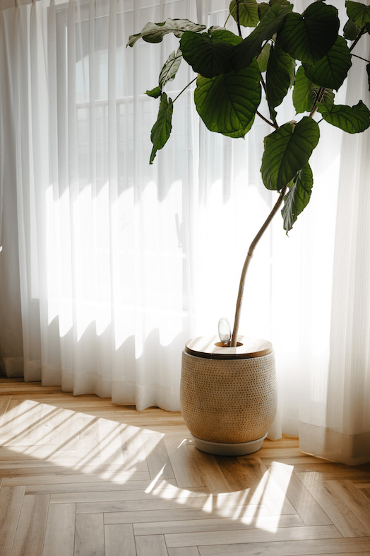 STUDIO DROP｜撮影を彩る植物が豊富に揃います