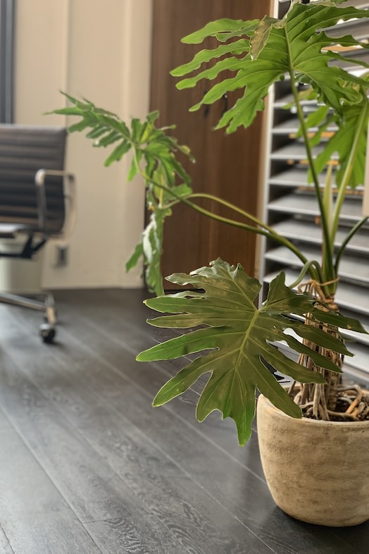 G STUDIO｜撮影を彩る植物