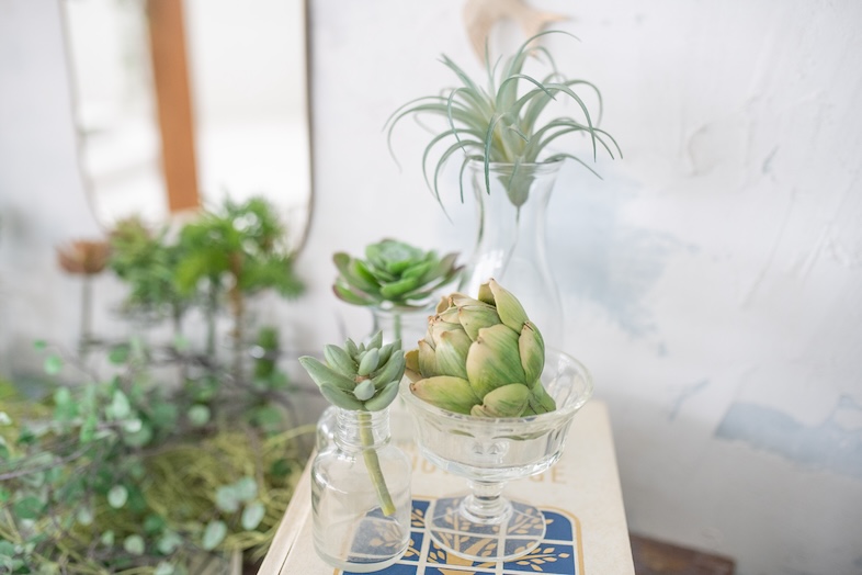 スタジオクークー︎｜【3F】大小、種類さまざまな植物をご用意