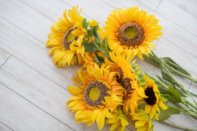 スタジオクークー︎｜【3F】花