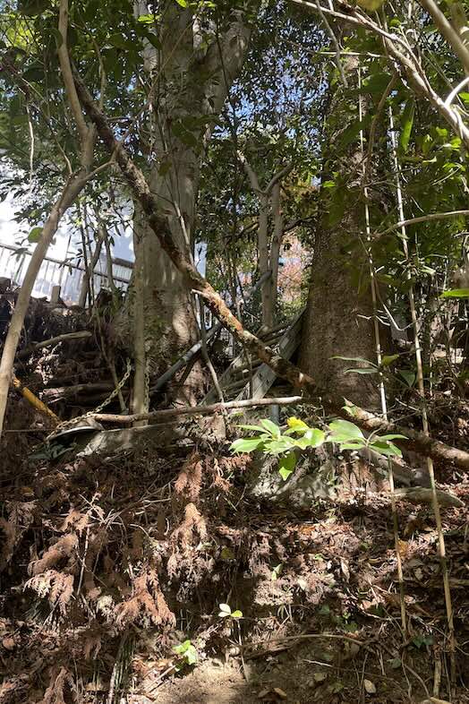 unbox okuōme｜川へ下る際のはしご