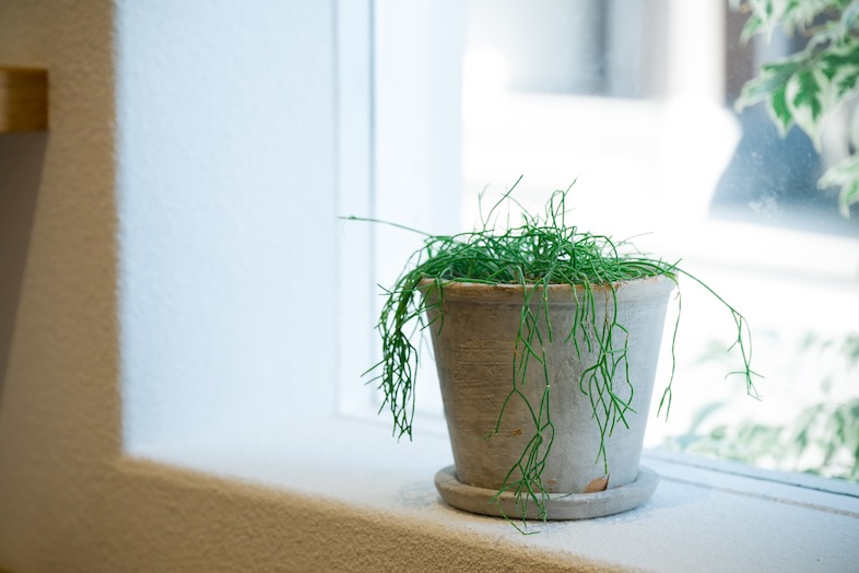 Tea for You｜自然光を活かせるので、商品やライフスタイル系の撮影に最適