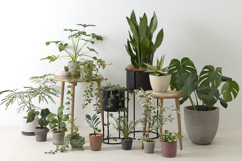 musako studio｜撮影の背景として活用できる植物