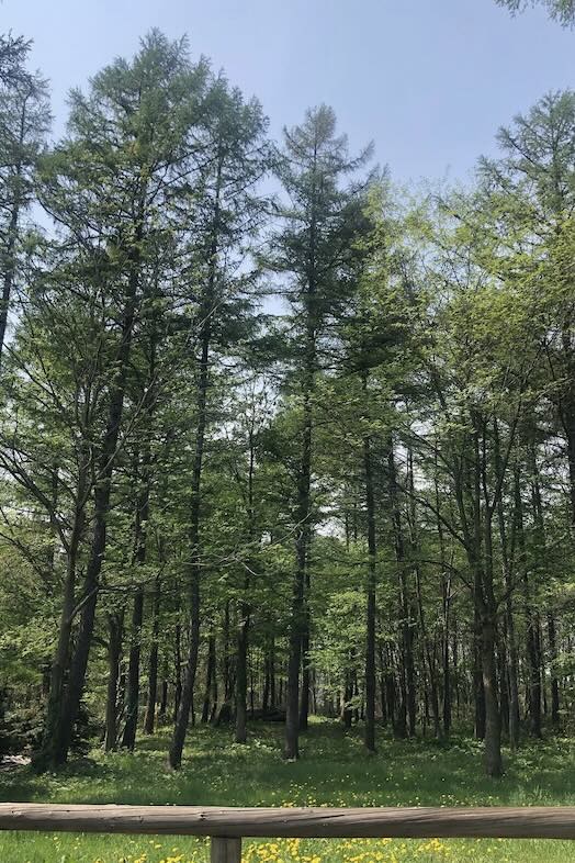 美瑛町十勝岳が一望できる森のレストラン｜周辺の美しい景観を背景に撮影可能