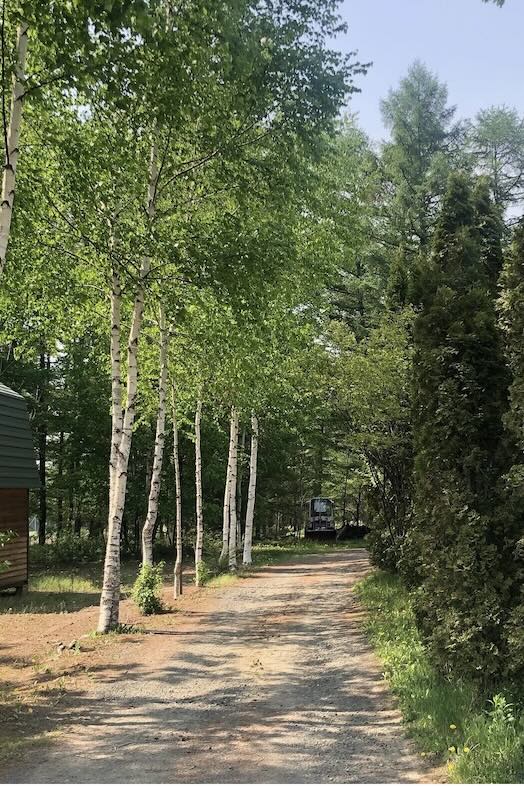 美瑛町十勝岳が一望できる森のレストラン｜白樺や豊かな木々に囲まれ、四季の移ろいを感じられます