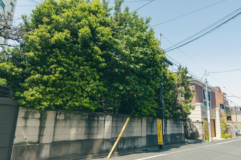 かわせみ亭【巣鴨古民家スペース】｜庭と塀の構図は落ち着いたロケカットに