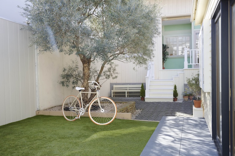 OLD OLIVE｜【ガーデン】スタジオシンボルの樹齢200年のオリーブ