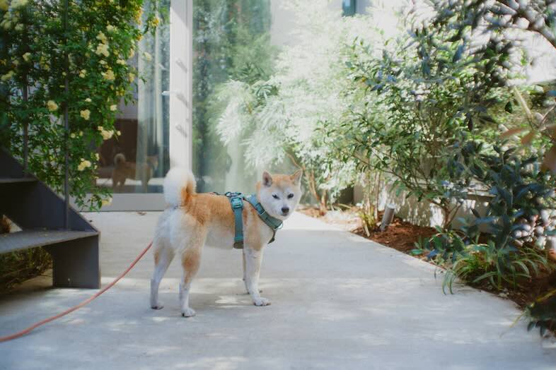 STUDIO MAME｜実際に3人家族としば犬が住むリアルな住宅で撮影が可能