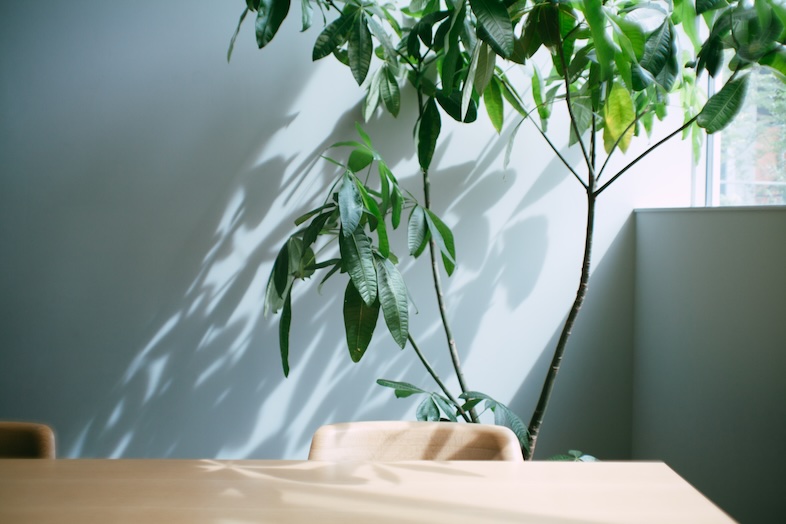 STUDIO MAME｜植物と光が織りなす自然な空気感で、暮らしを感じる撮影にぴったり