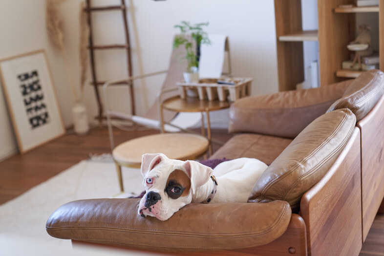 LIFELOG STUDIO 3F個人宅｜【3F】レザーソファでくつろぐ愛犬の姿が、自然な日常を感じさせる※ペット撮影可