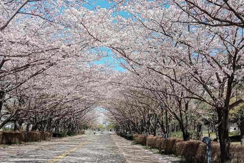 Family Studio Kashiwa｜【外観】大型公園の桜 公園の撮影可能（要許可）大型駐車場完備