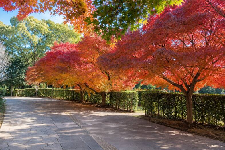 Family Studio Kashiwa｜大型公園の紅葉