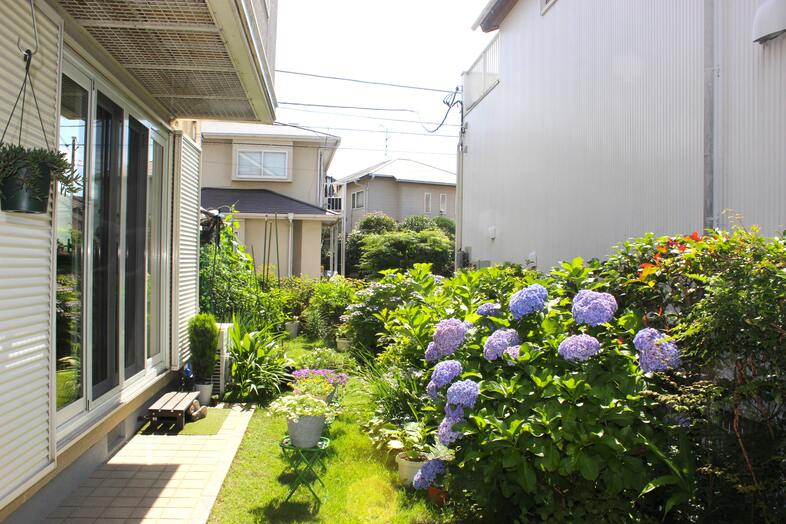 Family Studio Kashiwa｜【外観】アジサイが咲く庭を挟み左がFamilyStudioKashiwa 右が木のいえKashiwa