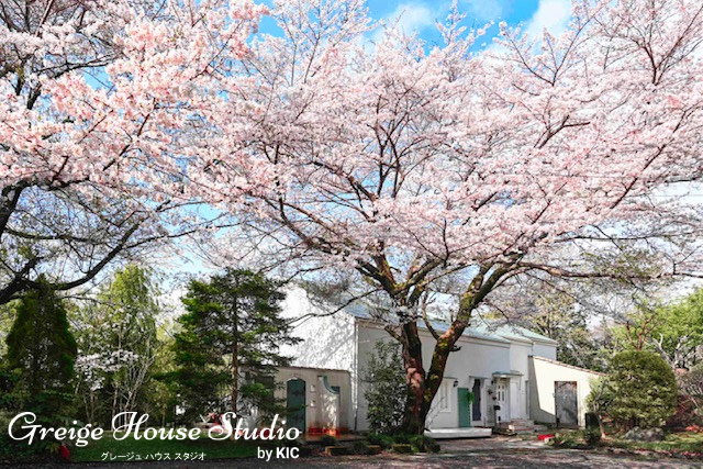 Greige House Studio by KIC｜【ガーデンテラス】大きな桜の木のある外観