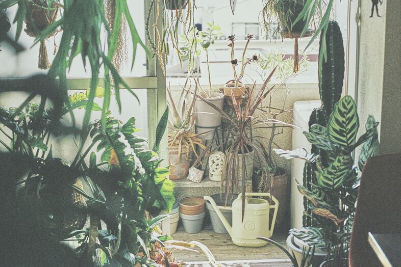 SEE YOU TOMORROW｜窓際に植物が密集するボタニカルなベランダ
